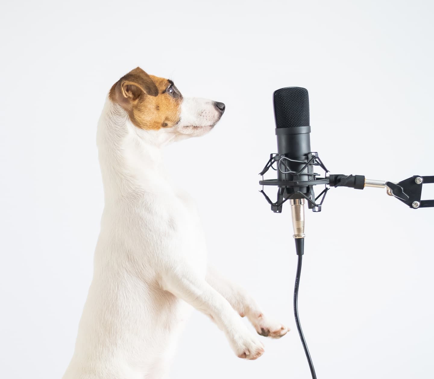 イメージ写真。マイク前に立つかわいい犬。ただのイメージ。